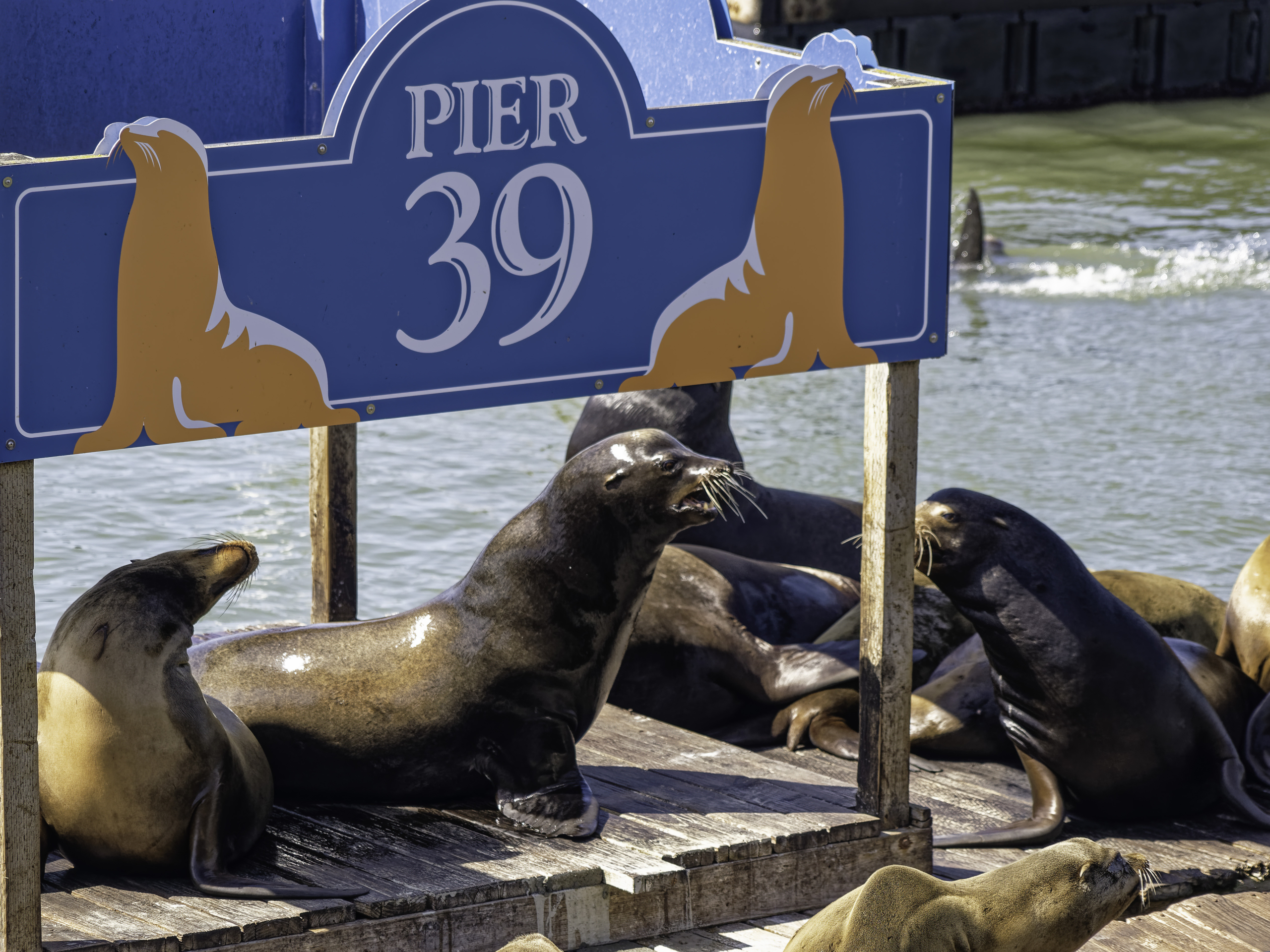 marine mammal center pier 39 sea lion spot